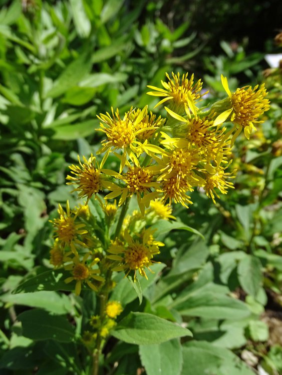 Echte Goldrute / Solidago virgaurea