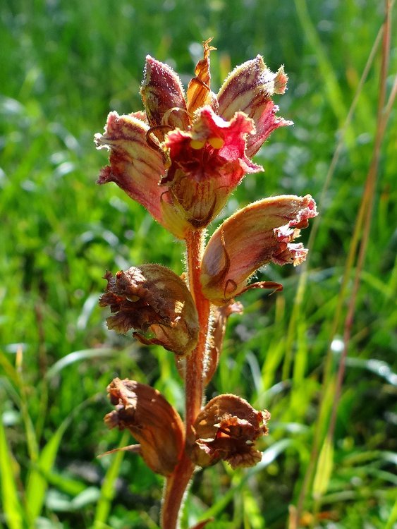 Blutrote Sommerwurz / Orobanche gracilis