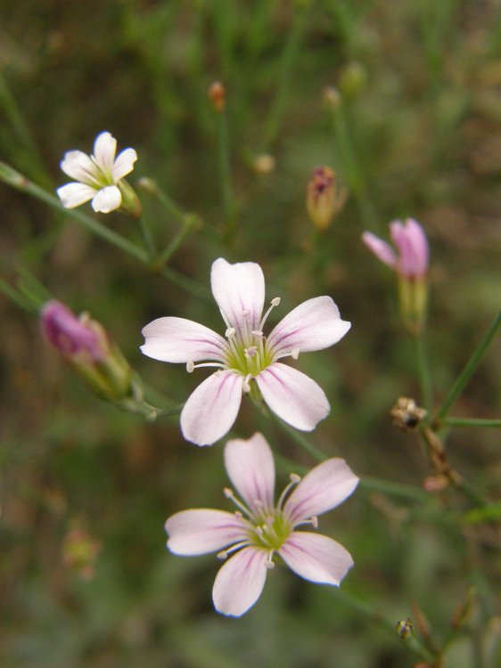 Acker-Gipskraut / Gypsophila muralis