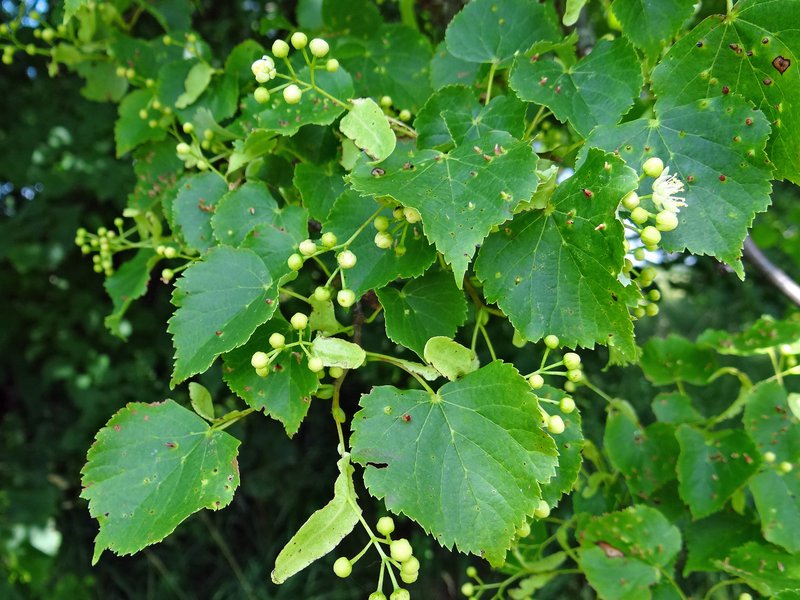 Winter-Linde / Tilia cordata