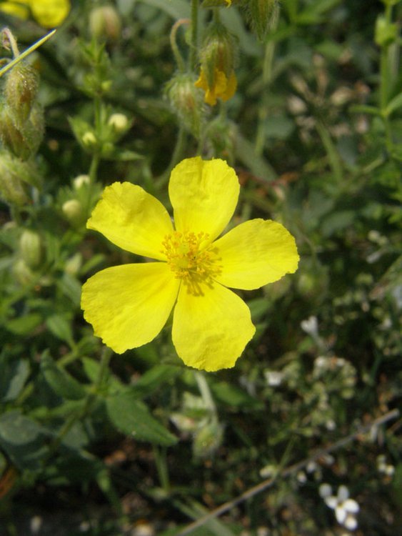 Gewöhnliches Sonnenröschen / Helianthemum nummularium