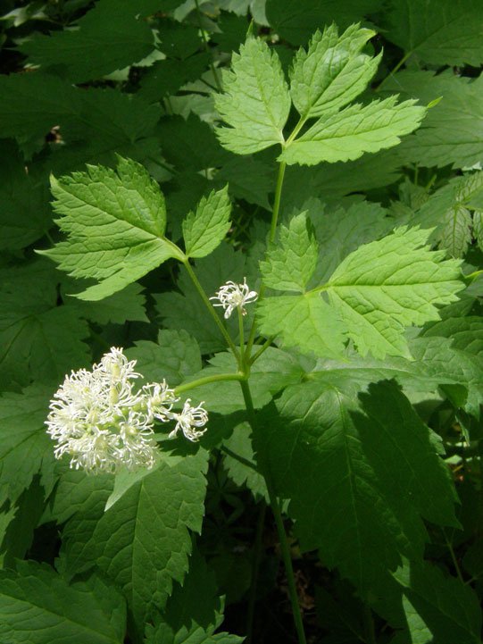 Christophskraut / Actaea spicata