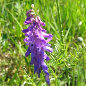 Vogel-Wicke / Vicia cracca