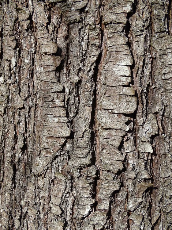 Wildbirne / Pyrus pyraster