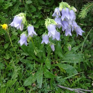 Bärtige Glockenblume / Campanula barbata