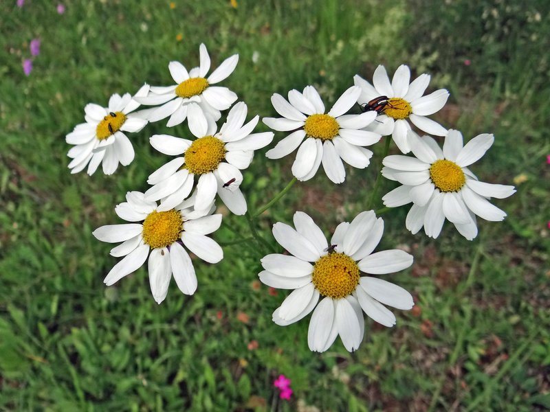 Straußblütige Margerite / Tanacetum corymbosum