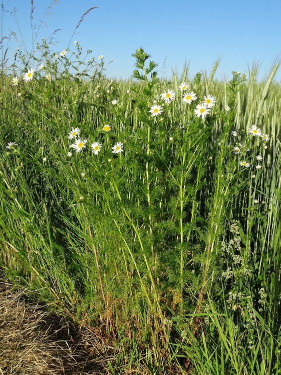 Duftlose Kamille / Tripleurospermum inodorum