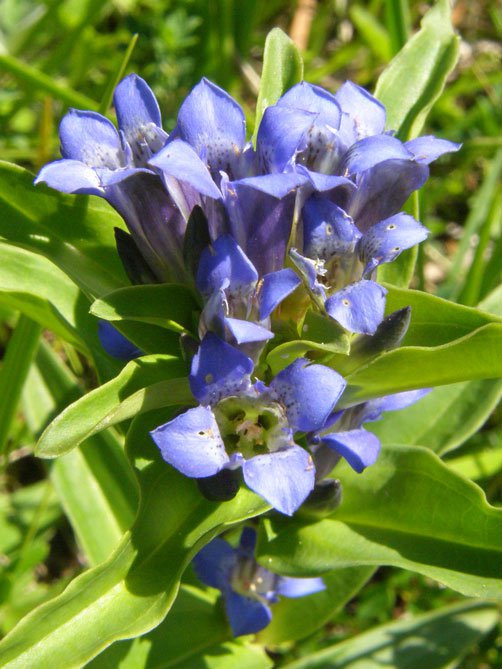 Kreuz-Enzian / Gentiana cruciata