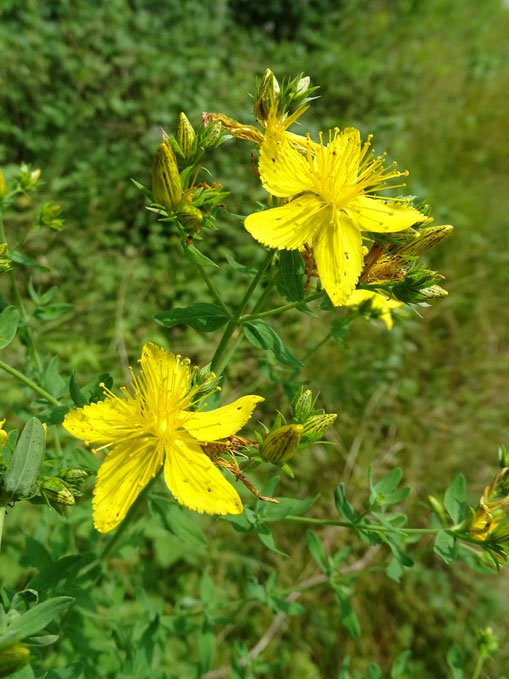 Geflecktes Johanniskraut / Hypericum maculatum