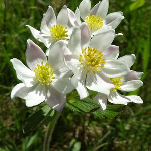 Berghähnlein / Anemone narcissiflora