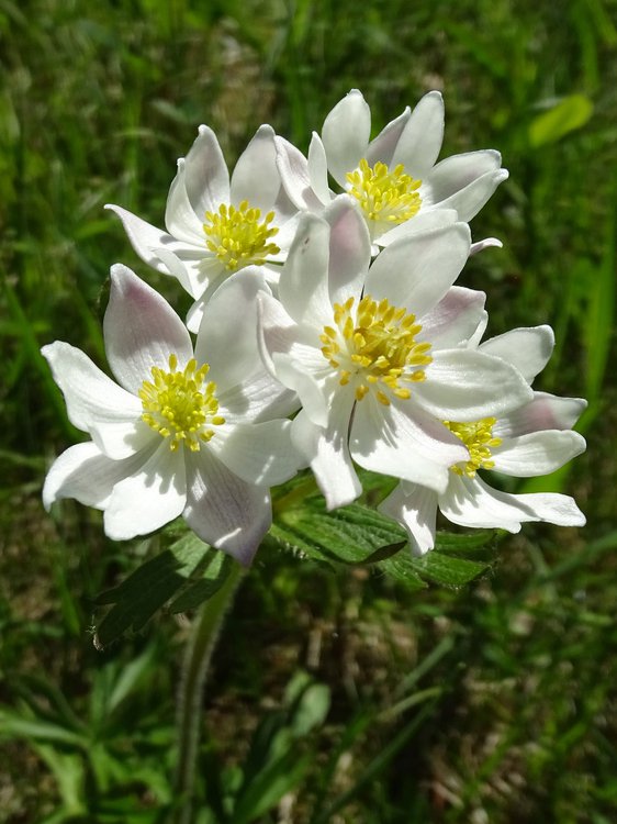 Berghähnlein / Anemone narcissiflora