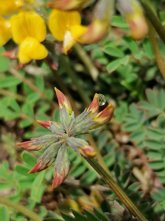 Schopf-Hufeisenklee / Hippocrepis comosa