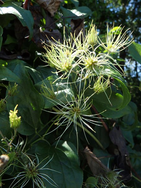 Gewöhnliche Waldrebe / Clematis vitalba
