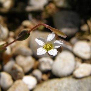 Purgier-Lein / Linum catharticum