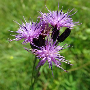 Färber-Scharte / Serratula tinctoria