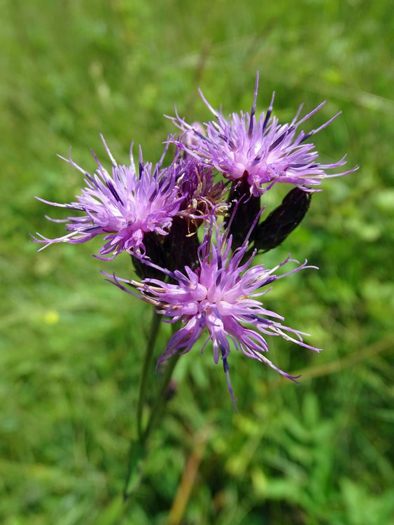 Färber-Scharte / Serratula tinctoria