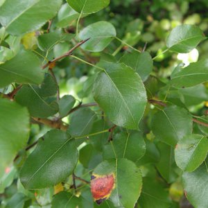 Wildbirne / Pyrus pyraster