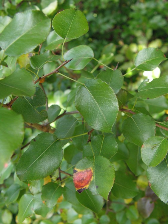 Wildbirne / Pyrus pyraster