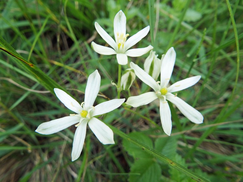 Dolden-Milchstern / Ornithogalum umbellatum