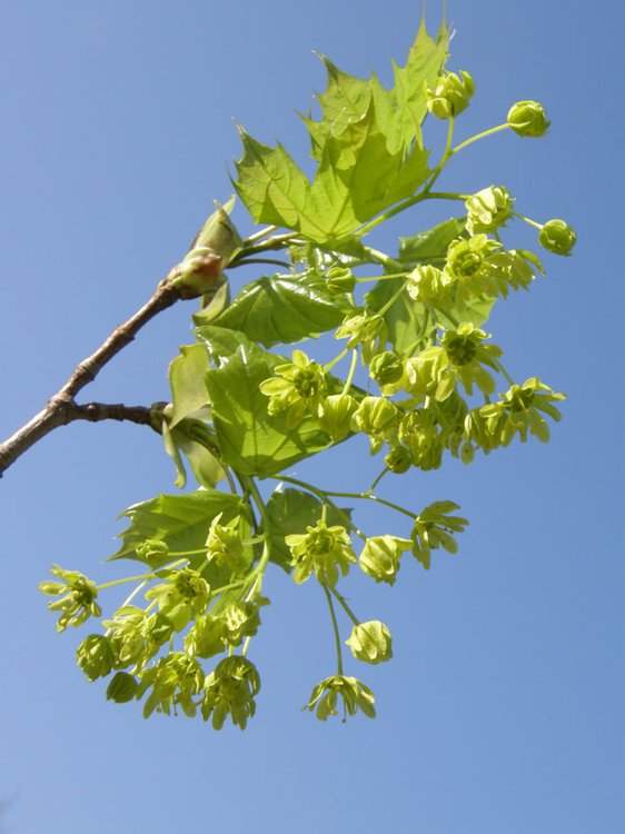 Spitz-Ahorn / Acer platanoides