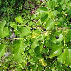 Steinweichsel / Prunus mahaleb