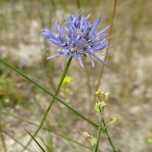 Berg-Sandglöckchen / Jasione montana