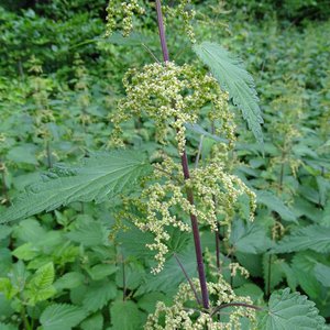 Große Brennnessel / Urtica dioica