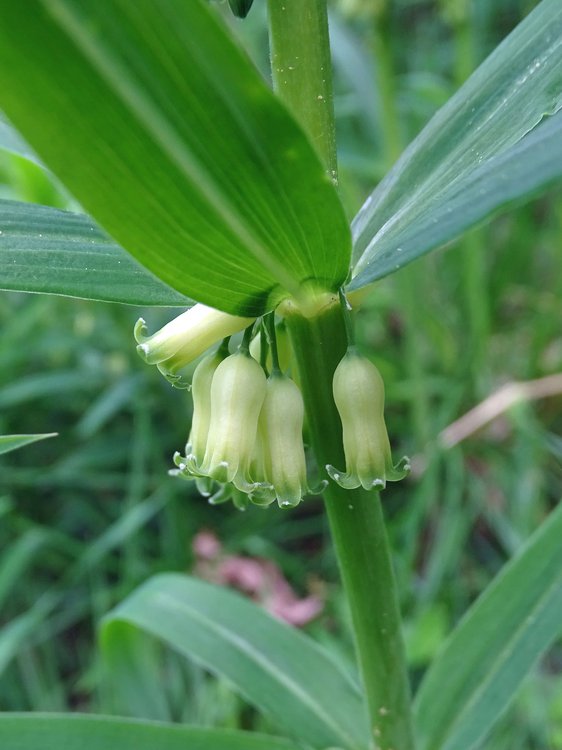 Vielblütiger Salomonsiegel / Polygonatum multiflorum