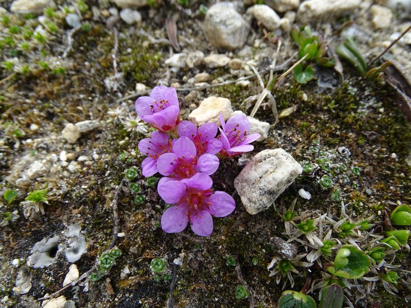 Gegenblättriges Steinbrech / Saxifraga oppositifolia