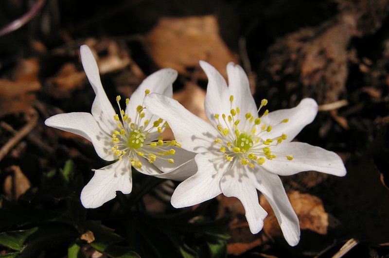 Busch-Windröschen / Anemone nemorosa