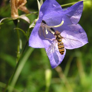 Pfirsichblättrige Glockenblume / Campanula persicifolia