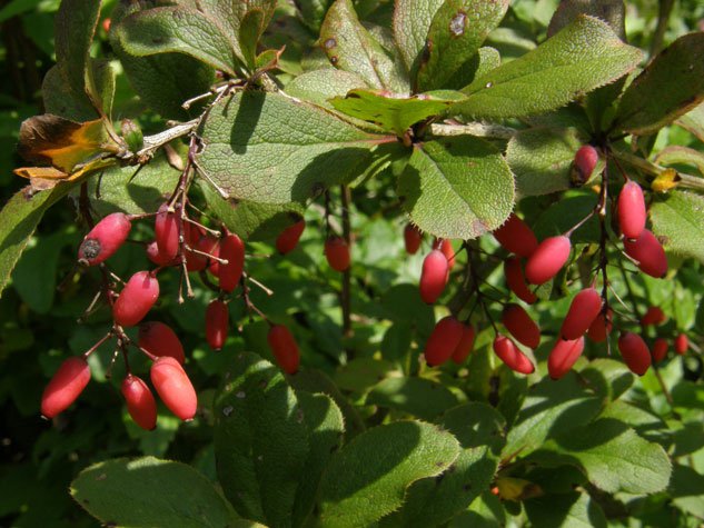 Gewöhnliche Berberitze / Berberis vulgaris