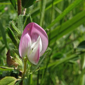 Kriechende Hauhechel / Ononis repens