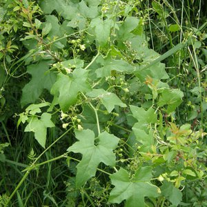 Zweihäusige Zaunrübe / Bryonia dioica