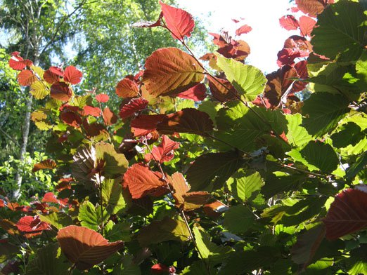 Haselnuss / Corylus avellana
