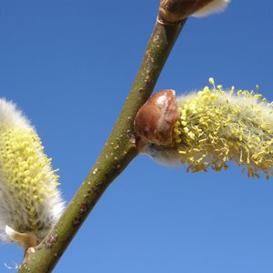 Sal-Weide / Salix caprea