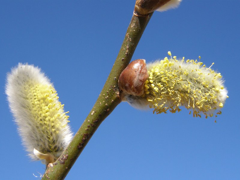Sal-Weide / Salix caprea