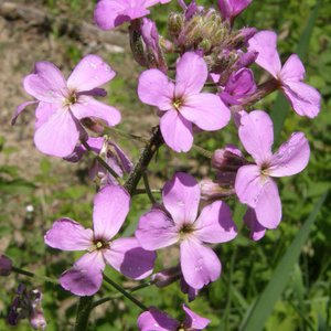 Gewöhnliche Nachtviole / Hesperis matronalis