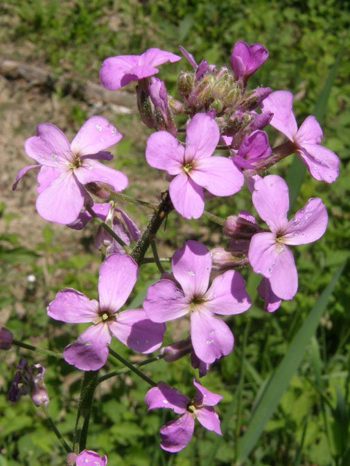 Gewöhnliche Nachtviole / Hesperis matronalis