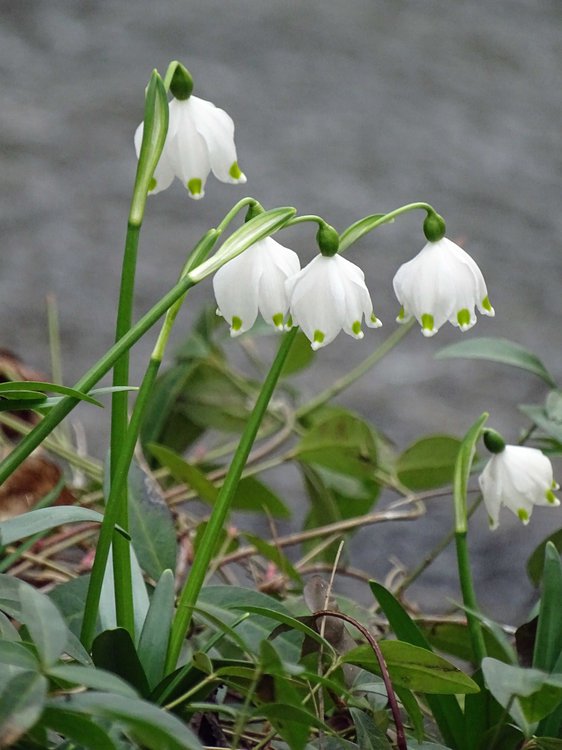 Märzenbecher / Leucojum vernum