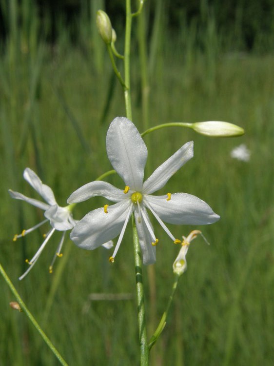 Ästige Graslilie / Anthericum ramosum