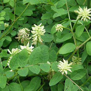 Bärenschote / Astragalus glycyphyllos