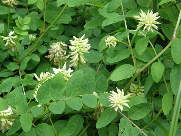 Bärenschote / Astragalus glycyphyllos