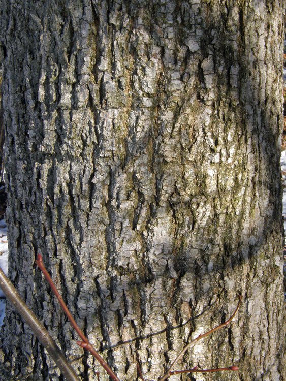 Winter-Linde / Tilia cordata