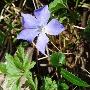 Kleines Immergrün / Vinca minor