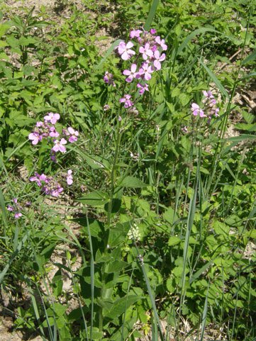 Gewöhnliche Nachtviole / Hesperis matronalis