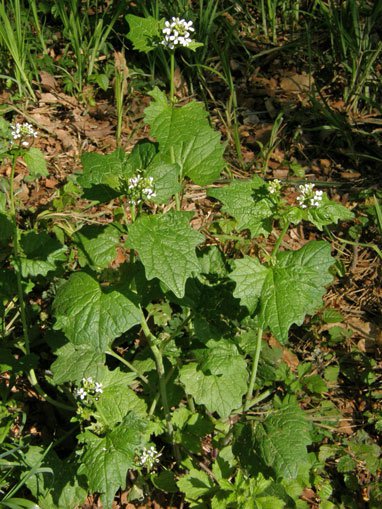 Knoblauchsrauke / Alliaria petiolata
