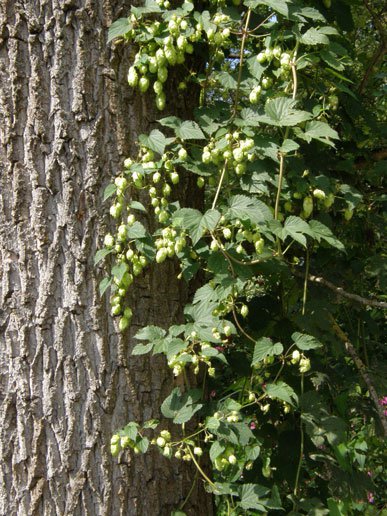 Hopfen / Humulus lupulus