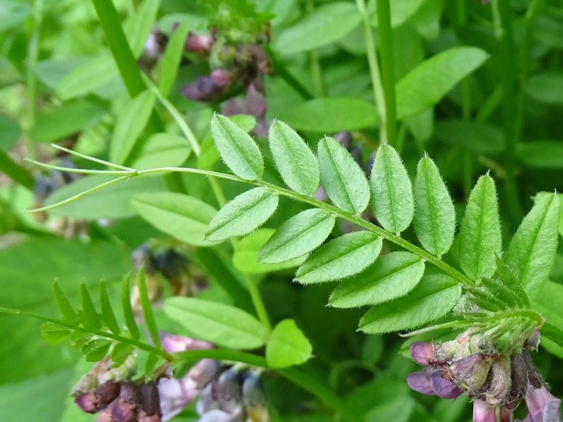 Zaun-Wicke / Vicia sepium