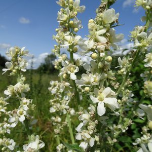 Mehlige Königskerze / Verbascum lychnitis
